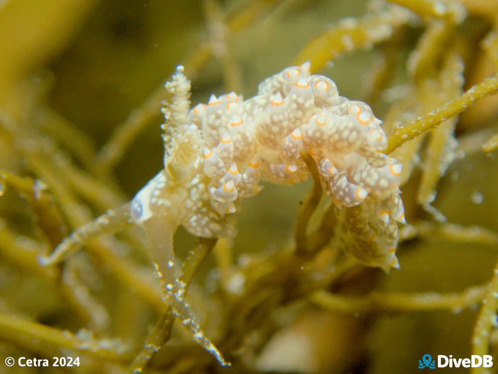 Photo of Beolidia australis at Port Noarlunga Jetty. 