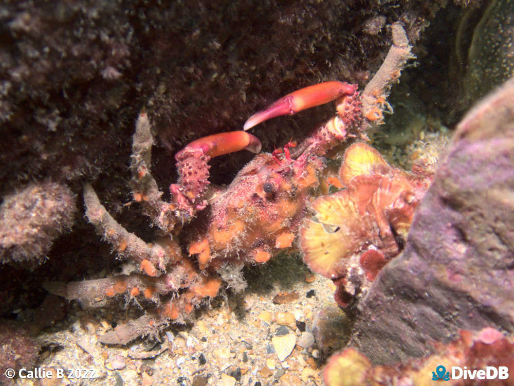 Photo of Decorator Crab. 