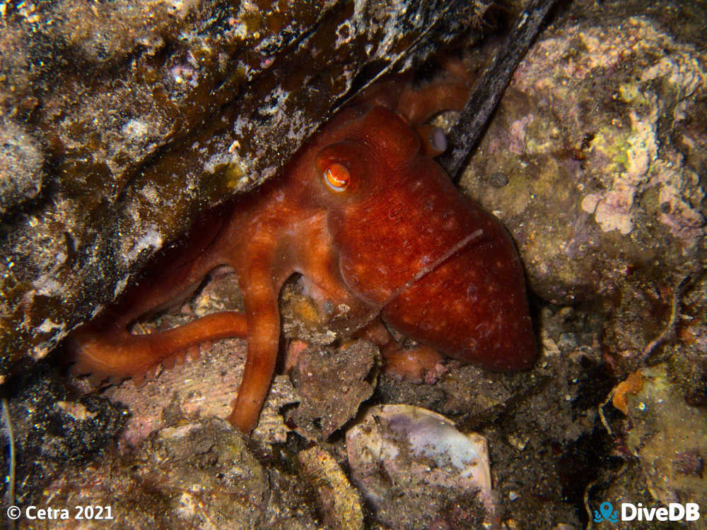 Photo of Sand Octopus at Edithburgh Jetty. 