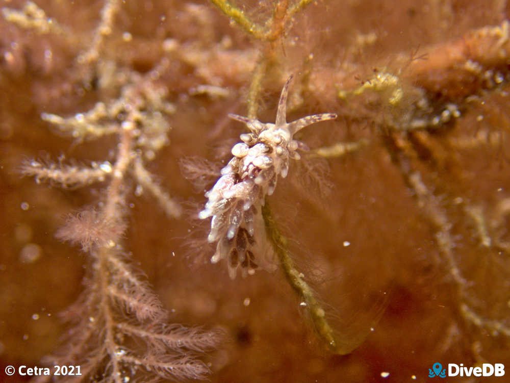 Photo of Trinchesia RB14 at Port Noarlunga Jetty. 