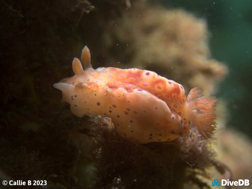 Photo of Short-tailed Sea Slug. 