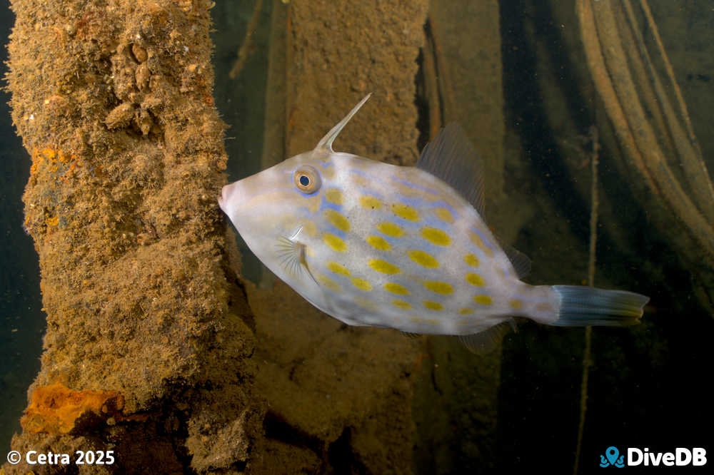 Photo at Glenelg Dredge. 