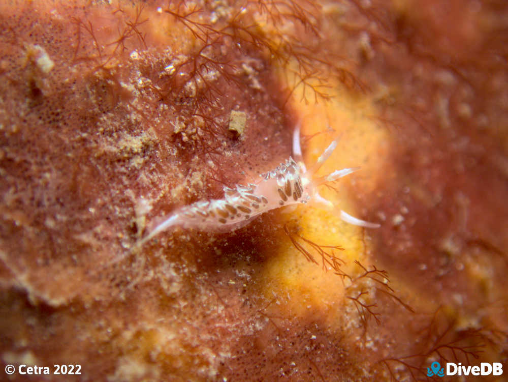 Photo of Facelina sp.3 at Glenelg Dredge. 