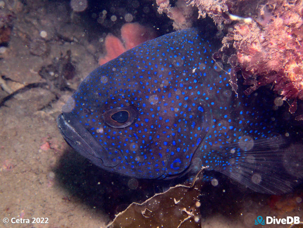 Photo of Southern Blue Devil at Aldinga Pinnacles. 