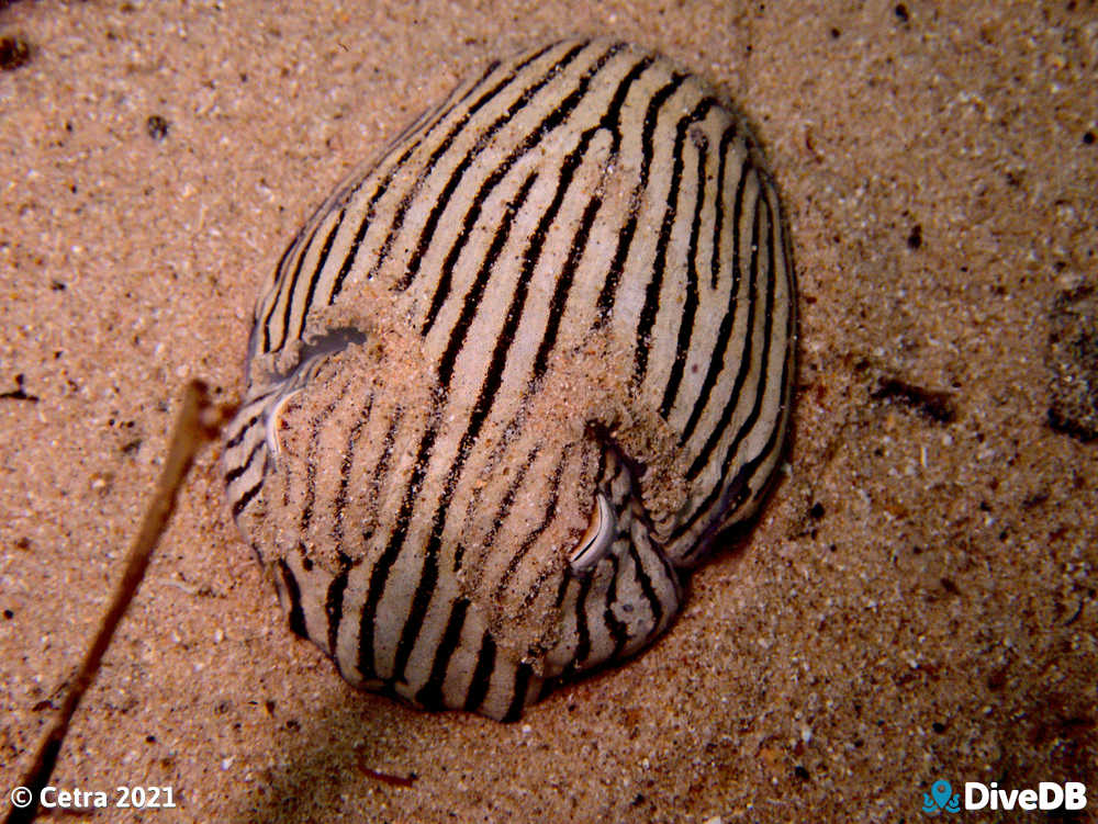 Photo of Pyjama Squid at Edithburgh Jetty. 