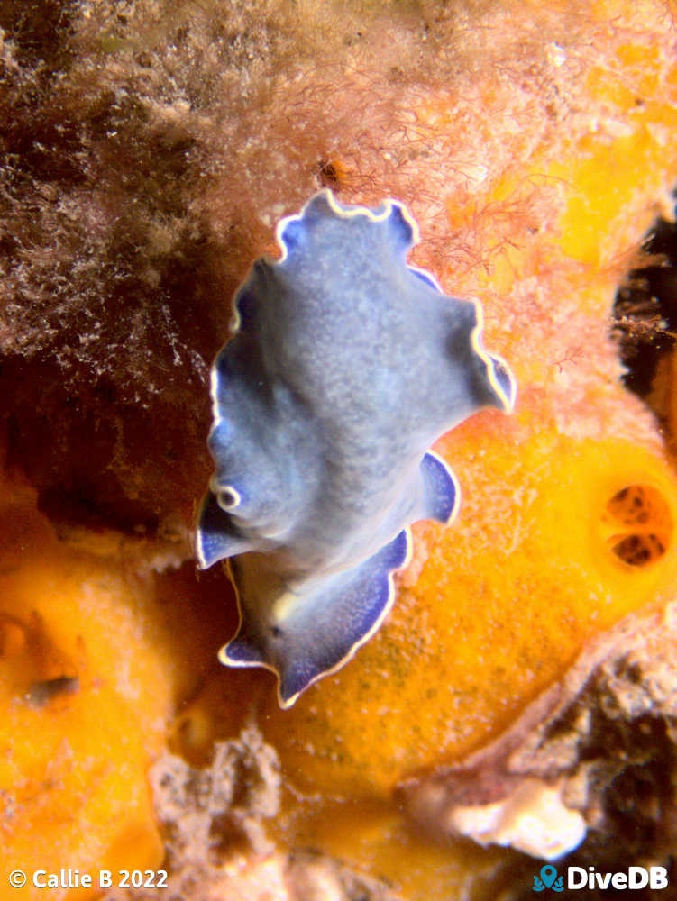 Photo of Blue Flatworm at Edithburgh Jetty. 