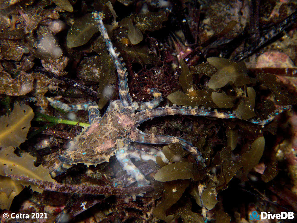 Photo of Blue Ring at Seacliff Reef. 
