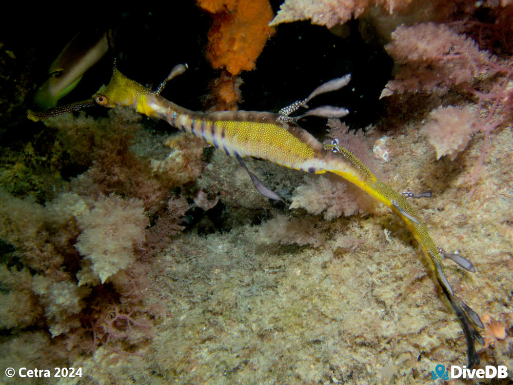 Photo of Weedy Seadragon at Glenelg Tyre Reef. 