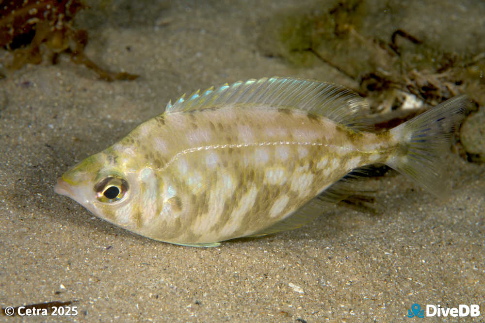 Photo at Port Noarlunga Jetty. 