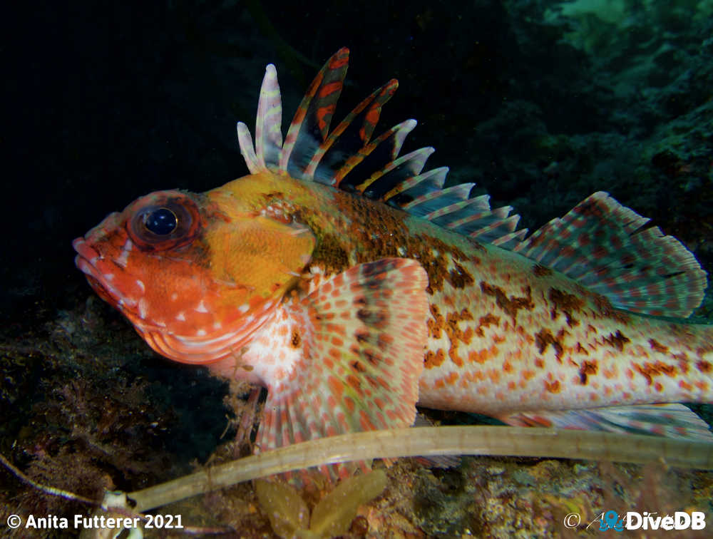 Photo of Gurnard Perch. 