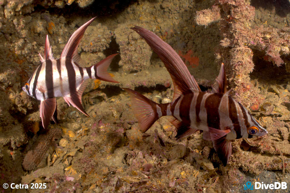 Photo at Glenelg Dredge. 