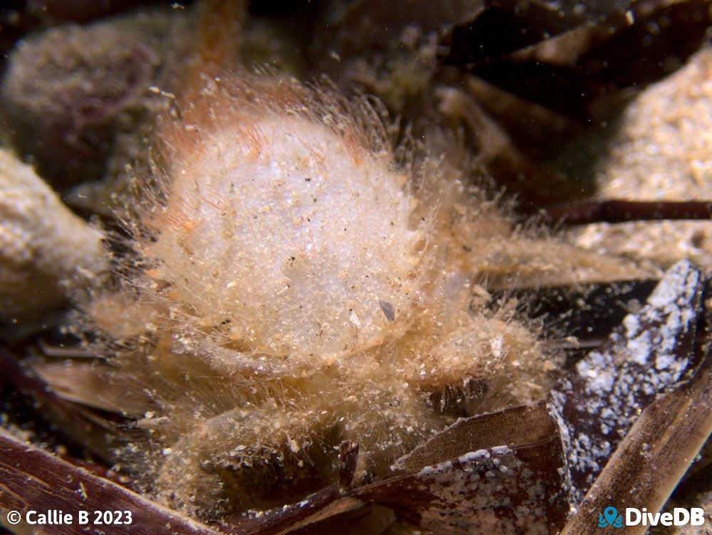 Photo of Decorator Crab at Port Noarlunga Jetty. 