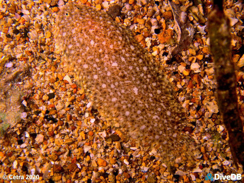 Photo of Flounder at Edithburgh Jetty. 