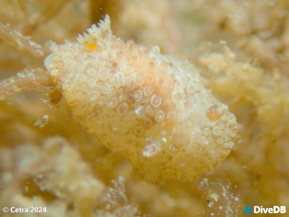 Photo of Carminodoris nodulosa at Port Noarlunga Jetty. 