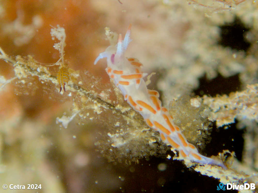 Photo of Flamboyant at Port Noarlunga Jetty. 