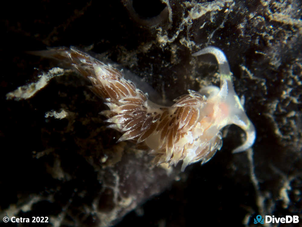 Photo of Facelina sp.3 at Port Noarlunga Jetty. 