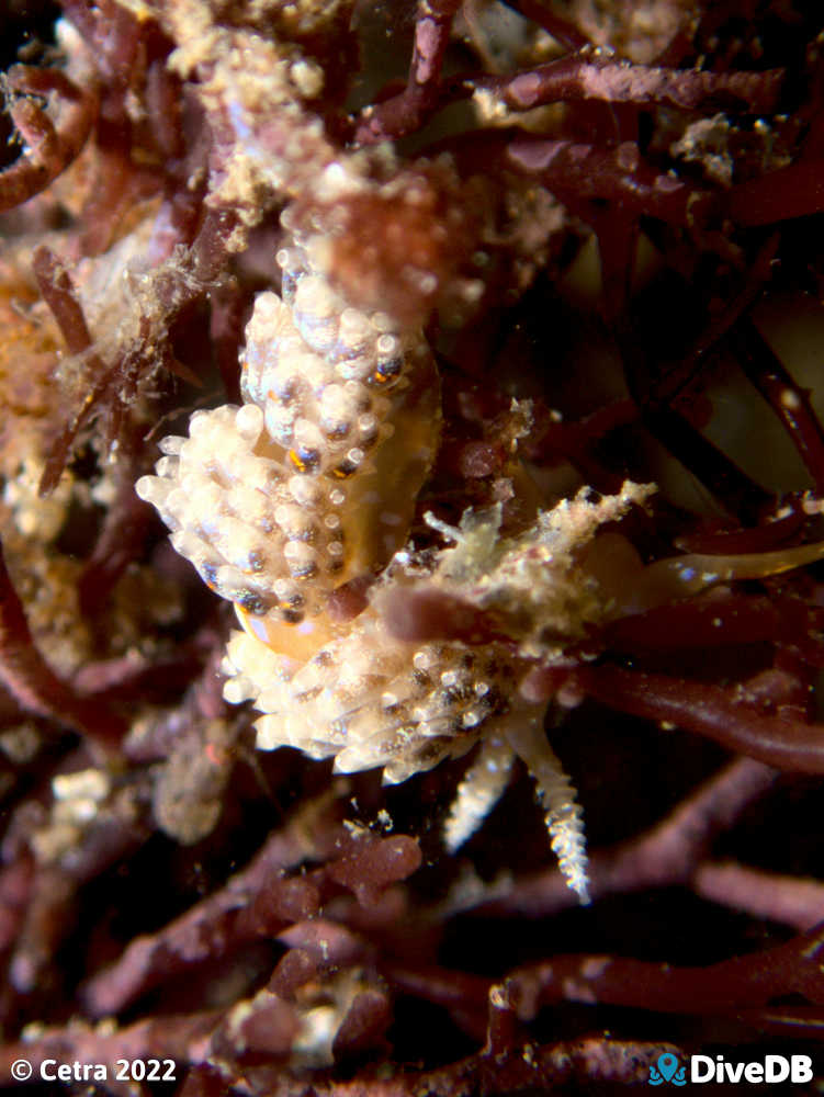 Photo of Austraeolis ornata at Port Noarlunga Jetty. 