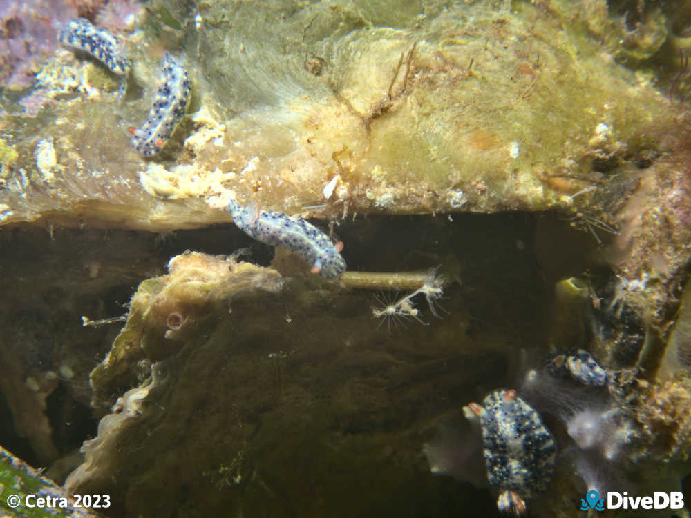 Photo of Salt and Pepper at Port Hughes Jetty. 