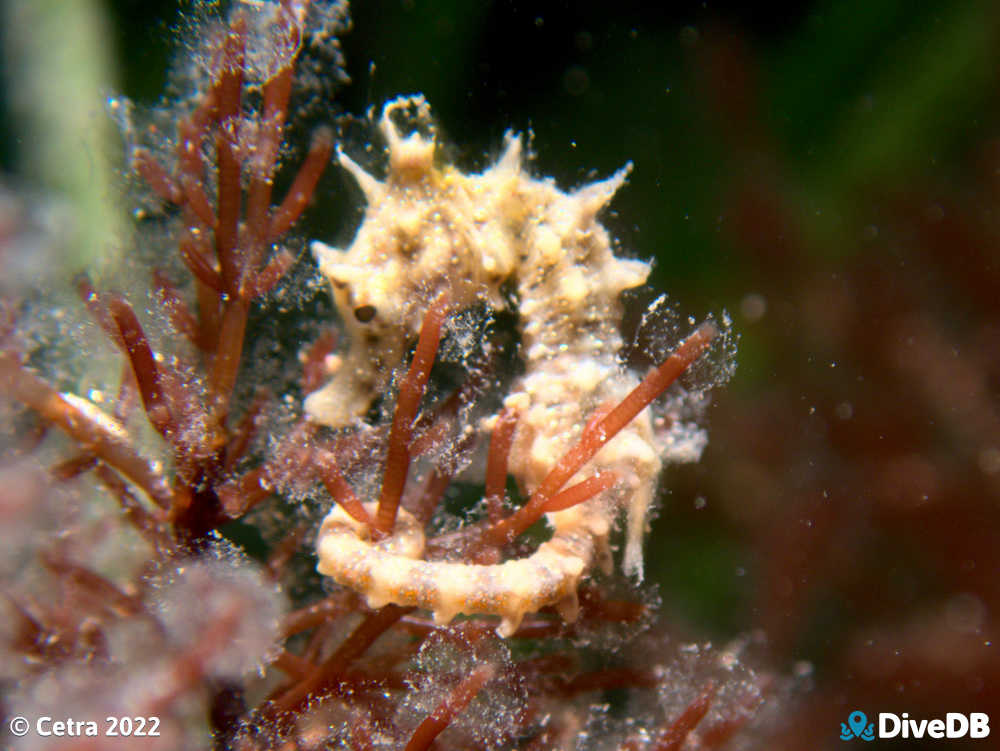 Photo of Shorthead Seahorse at Port Victoria Jetty. 