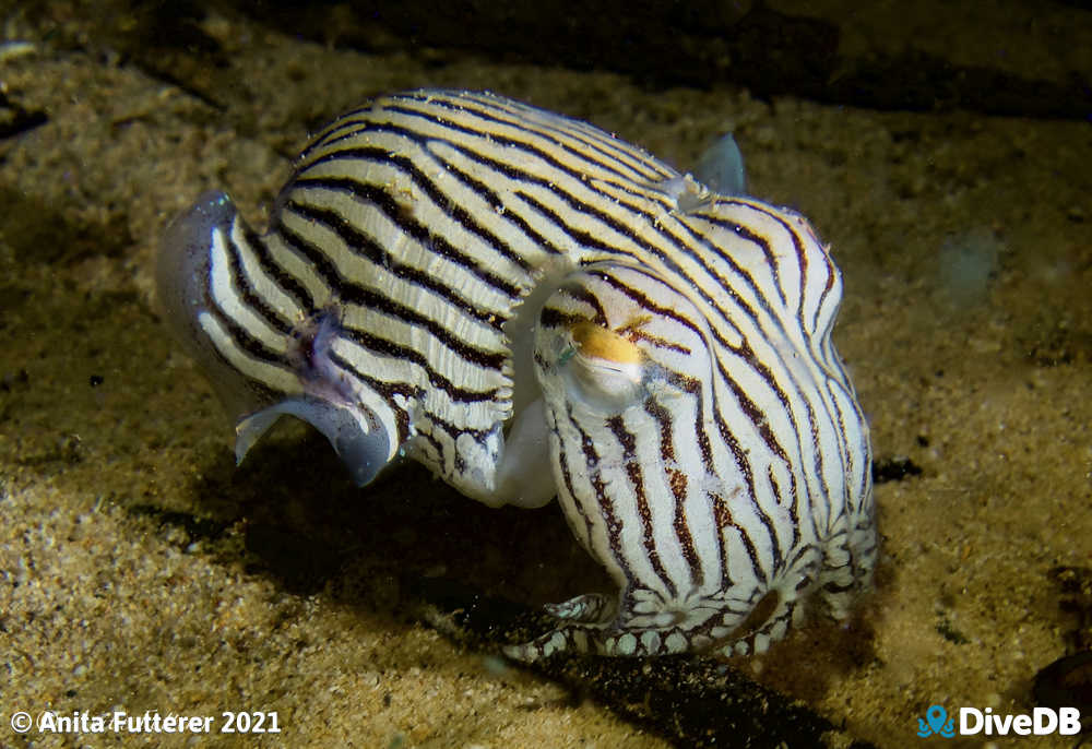 Photo of Pyjama Squid. 