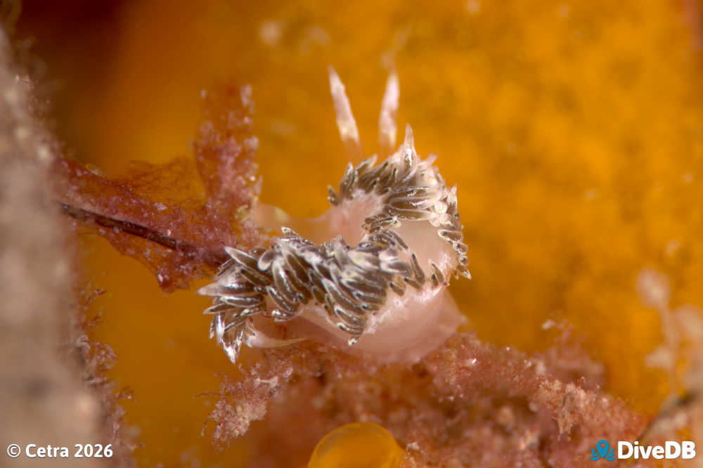 Photo at Port Hughes Jetty. 