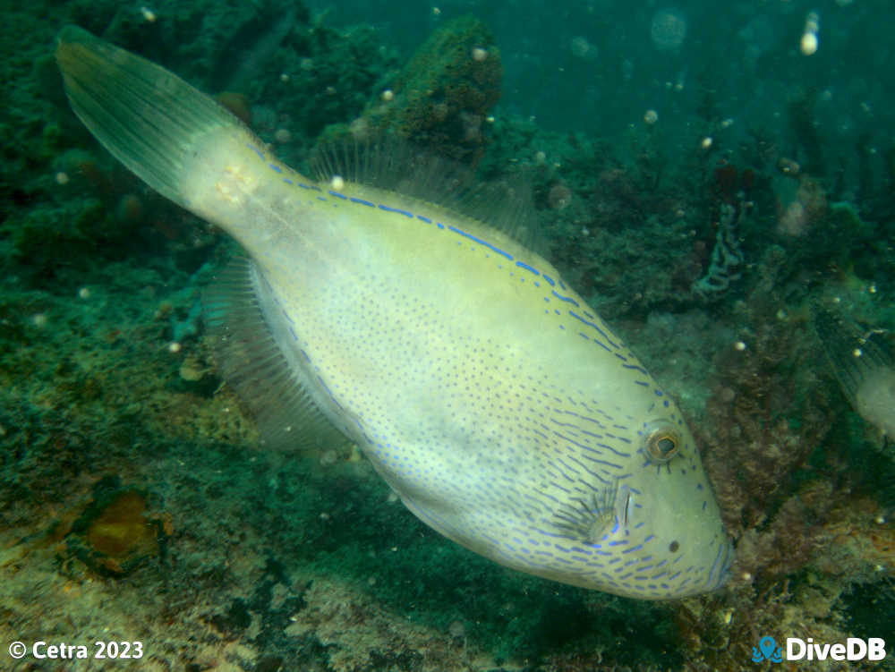 Photo of Sixspine Leatherjacket at MV Seawolf. 