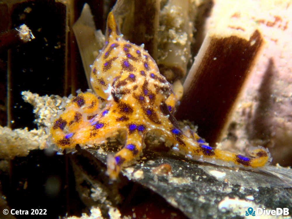 Photo of Blue Ring at Port Noarlunga Jetty. 