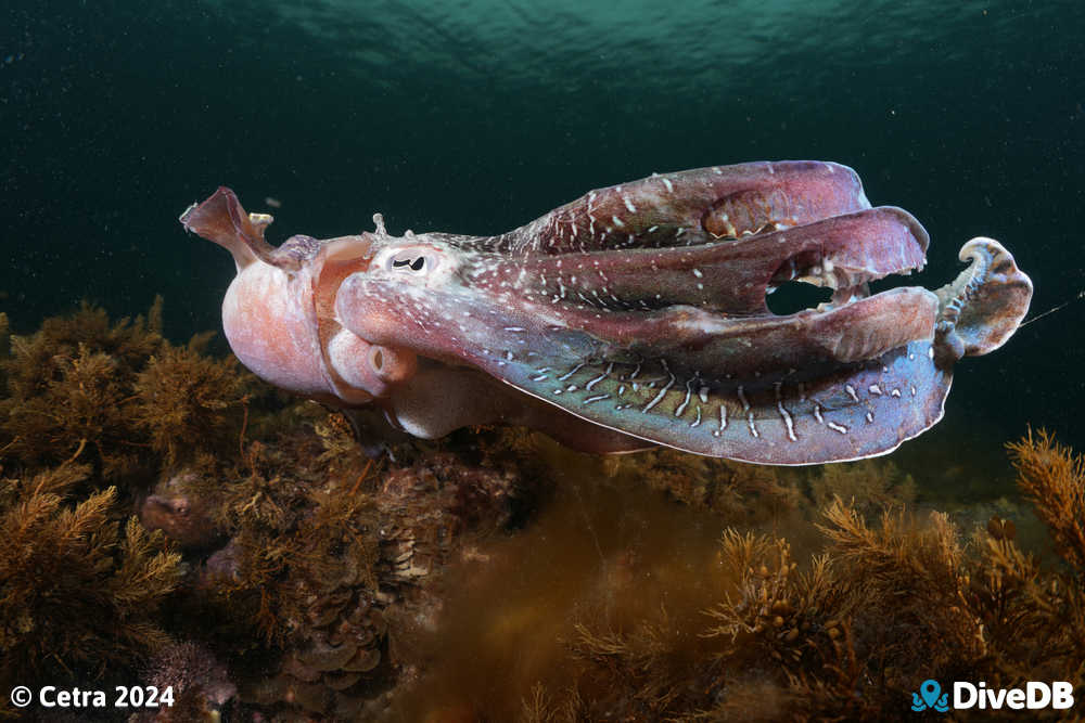 Photo at Whyalla Cuttlefish. 