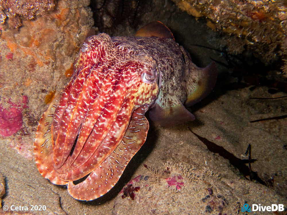 Photo of Cuttlefish at The Bluff. 
