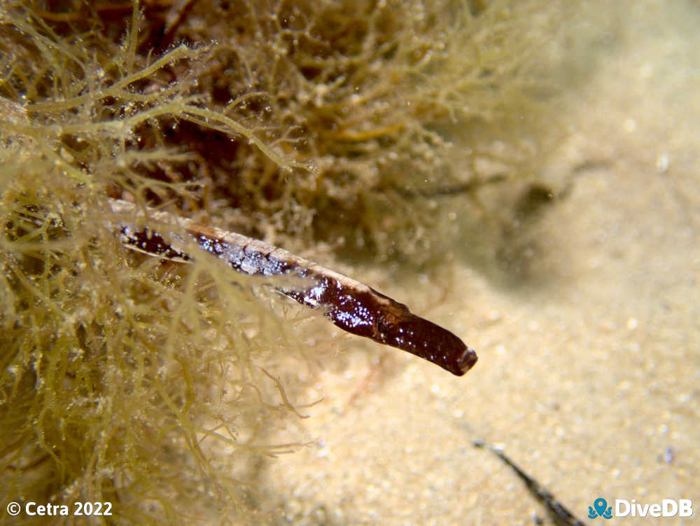 Photo of Rhino Pipefish at Port Noarlunga Jetty. 