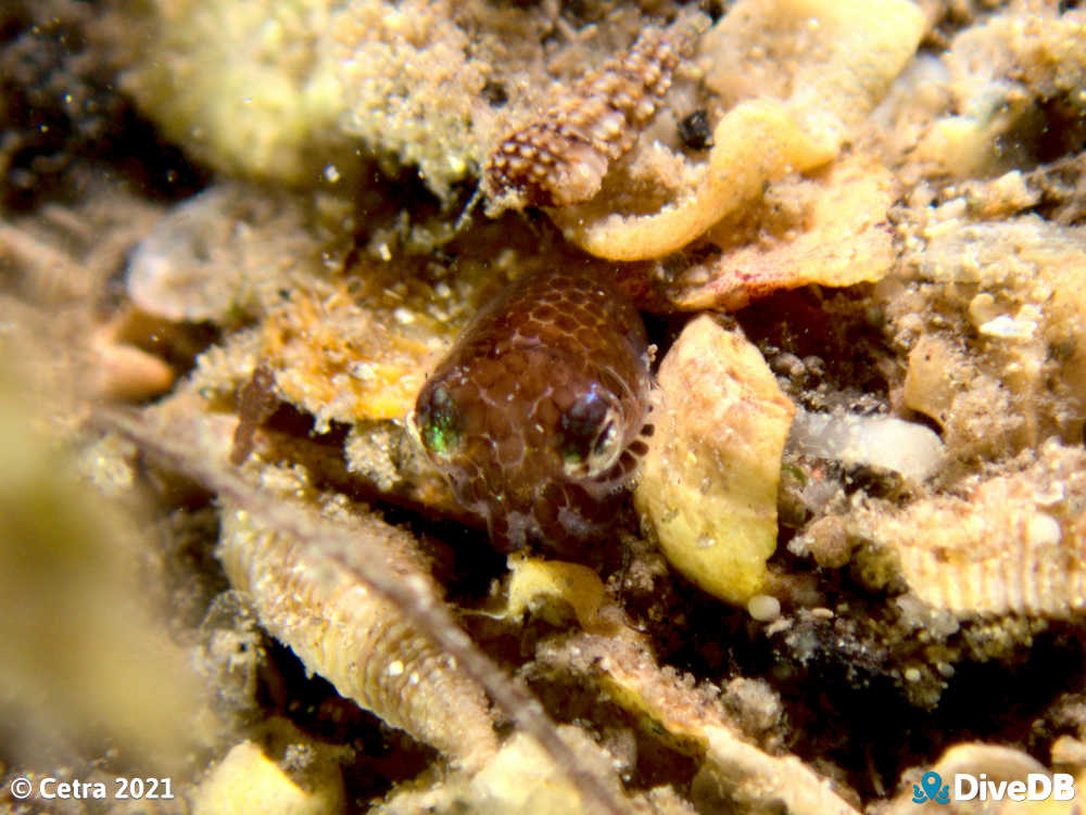 Photo of Bobtail Squid at Edithburgh Jetty. 