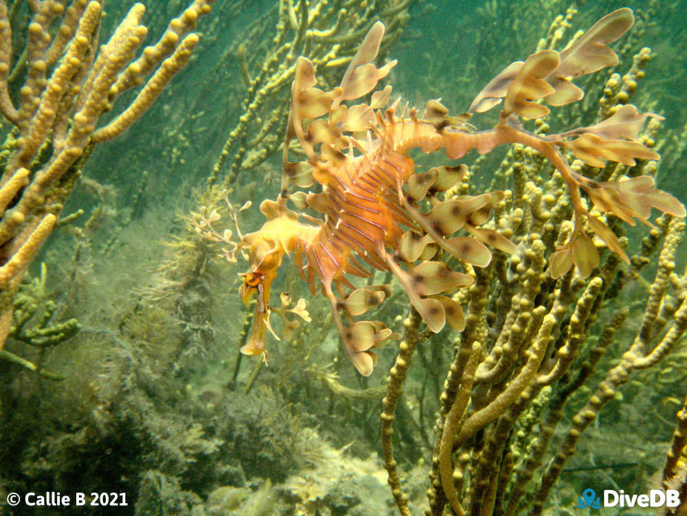 Photo of Leafy Seadragon. 
