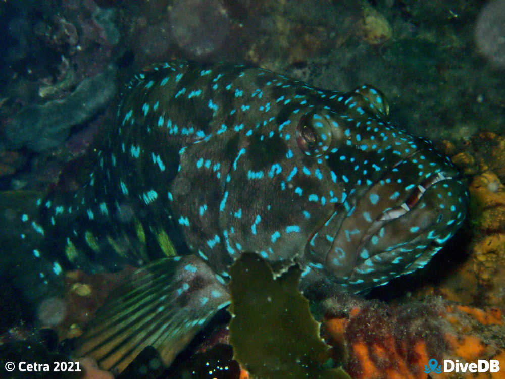 Photo of Harlequin fish at Aldinga Pinnacles. 
