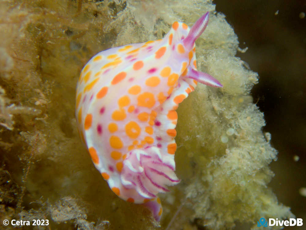 Photo of Clown Nudi at Leather Jacket Alley. 