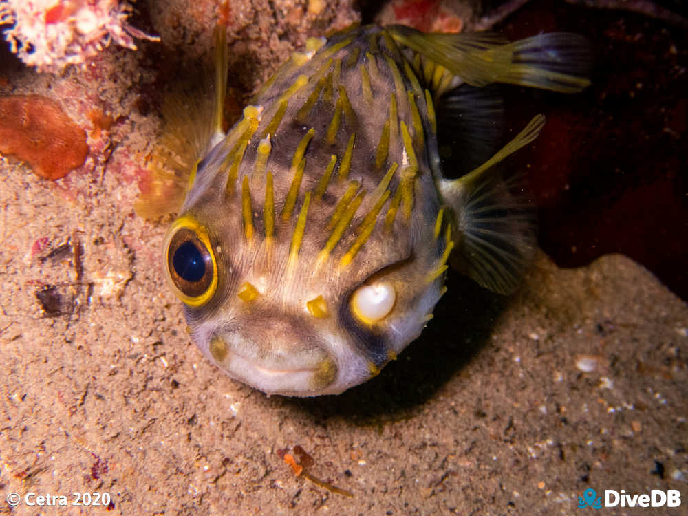 Photo of Globefish at Rapid Bay. 
