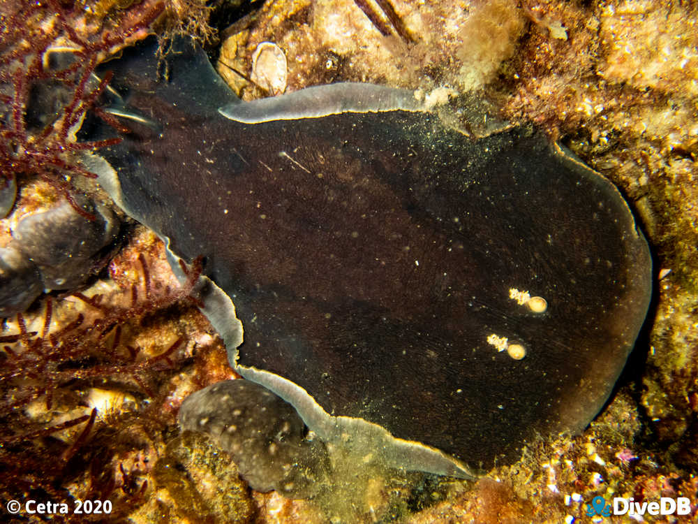 Photo of Australian Numbfish at Broken Bottom. 