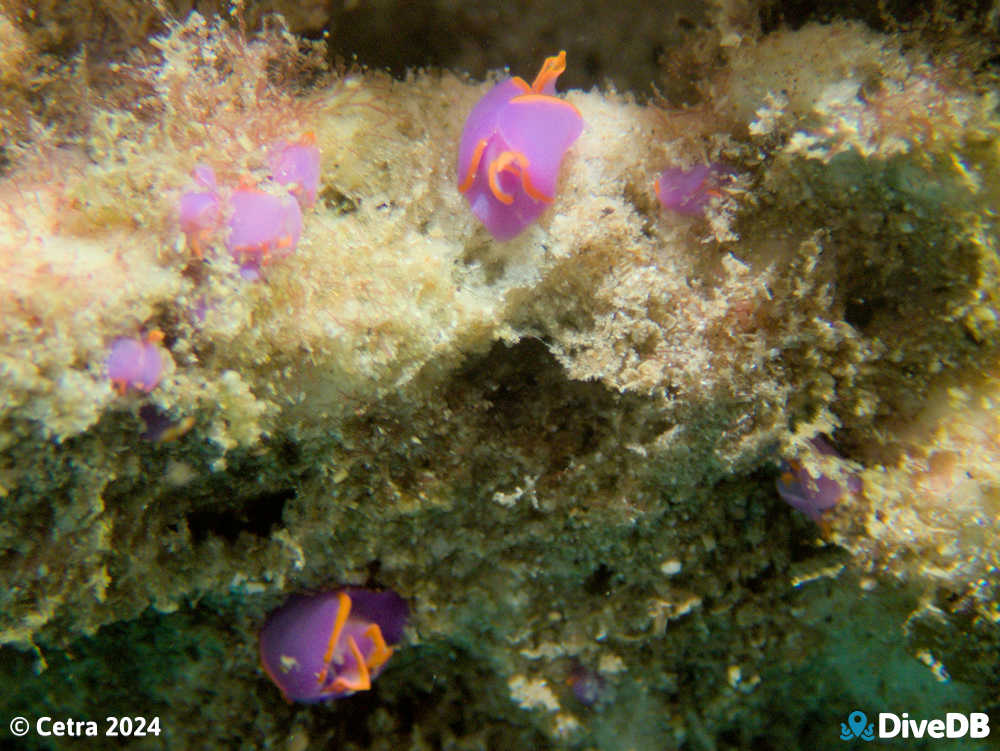 Photo of Batwing Slug at Port Noarlunga Jetty. 