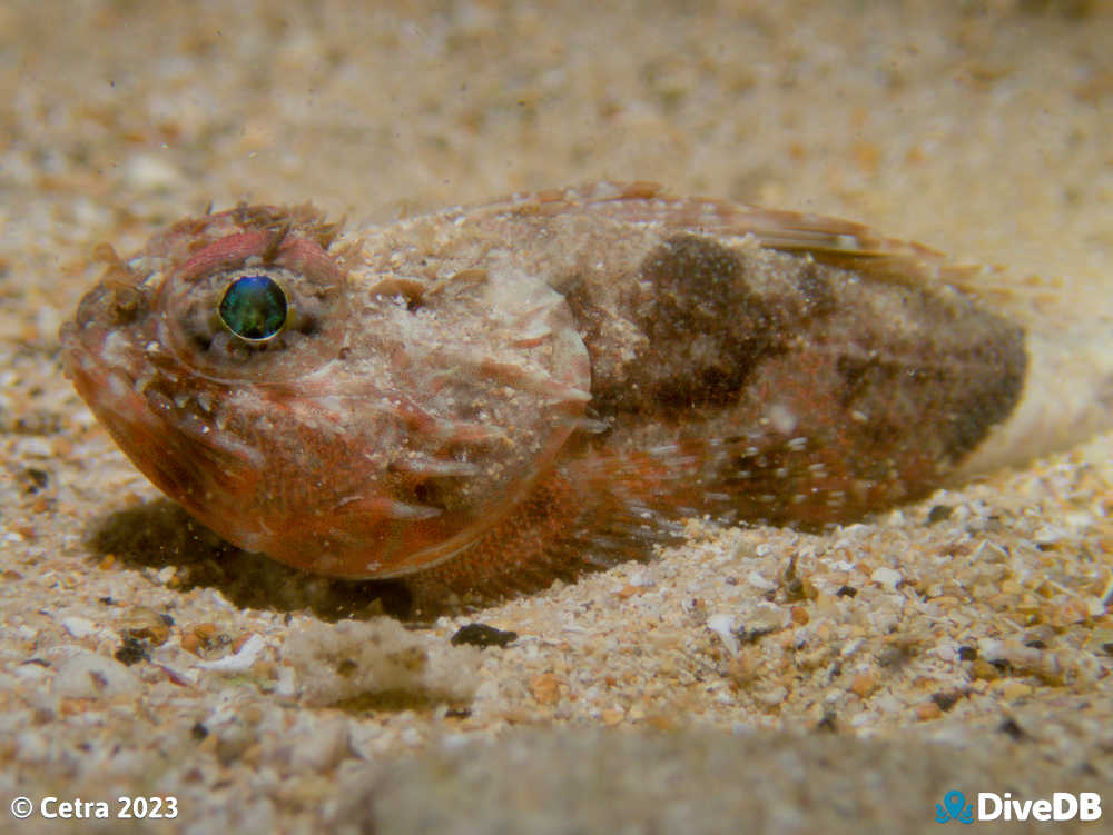 Photo of Gurnard Perch at Edithburgh Jetty. 