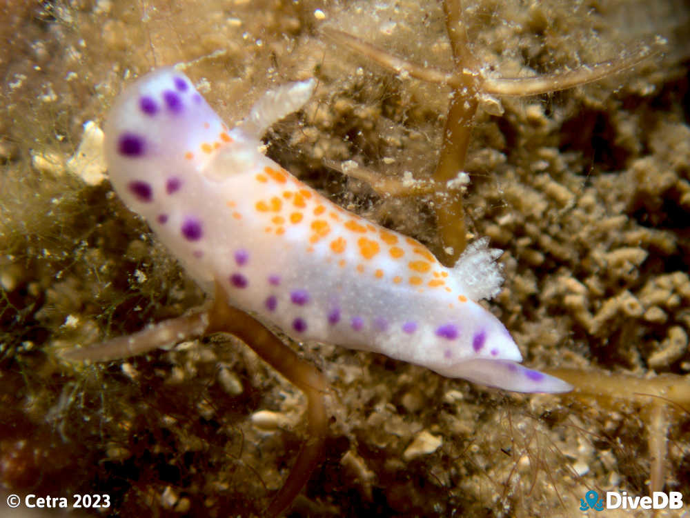 Photo of Chromodoris ambigua at Port Noarlunga Jetty. 