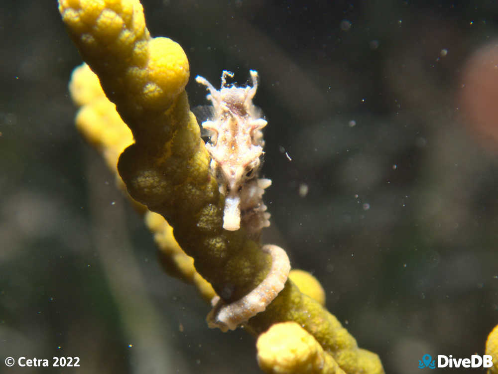 Photo of Shorthead Seahorse at Port Victoria Jetty. 