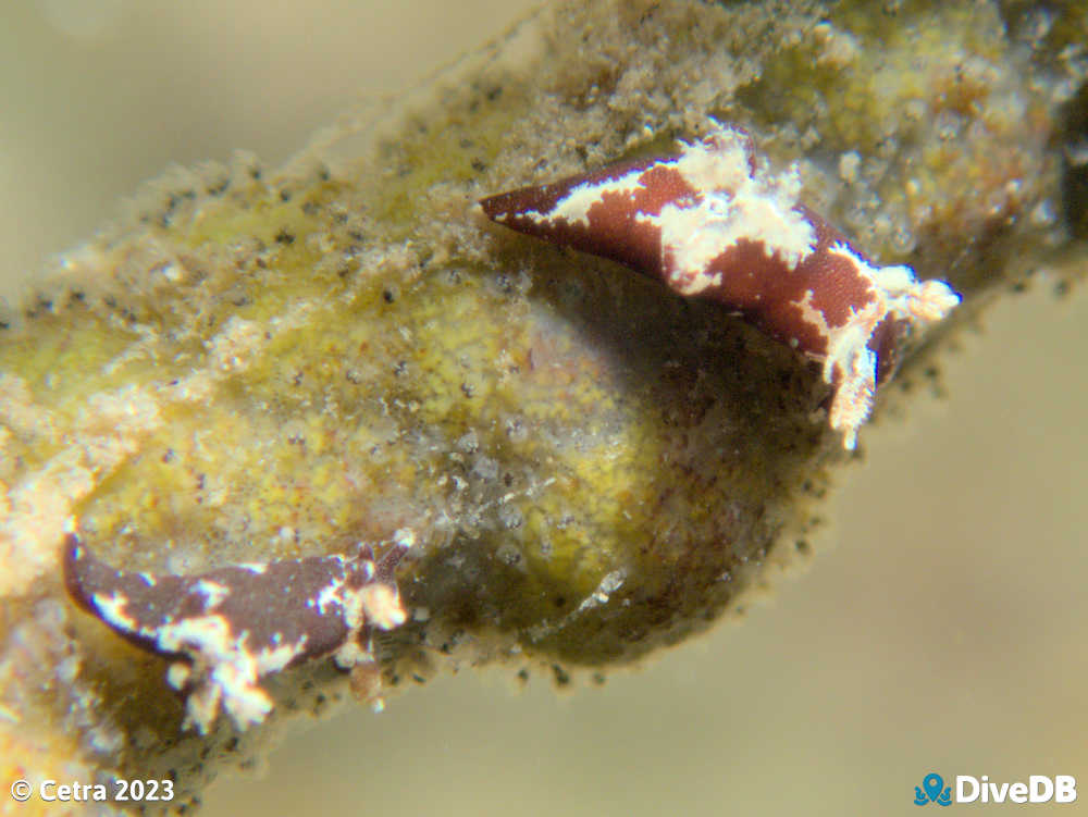 Photo of Trapania brunnea at Edithburgh Jetty. 