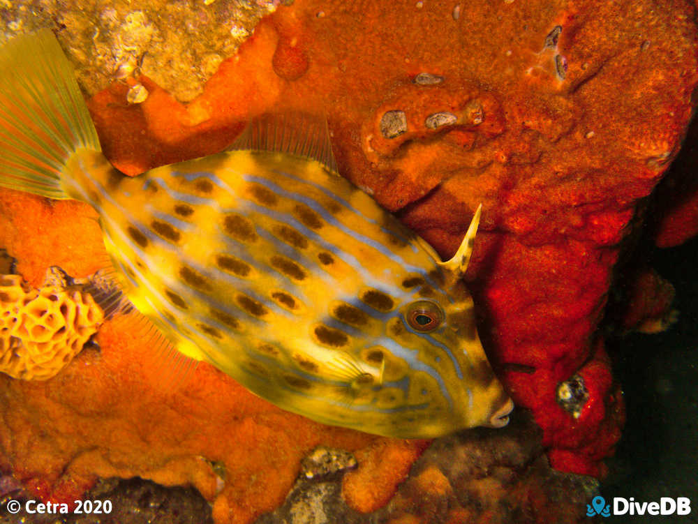 Photo of Mosaic Leatherjacket at Port Noarlunga Jetty. 