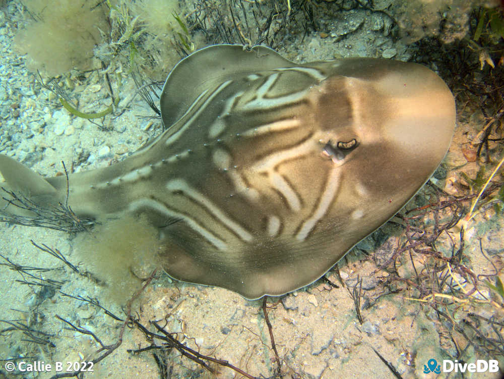Photo of Fiddler Ray at Rapid Bay. 