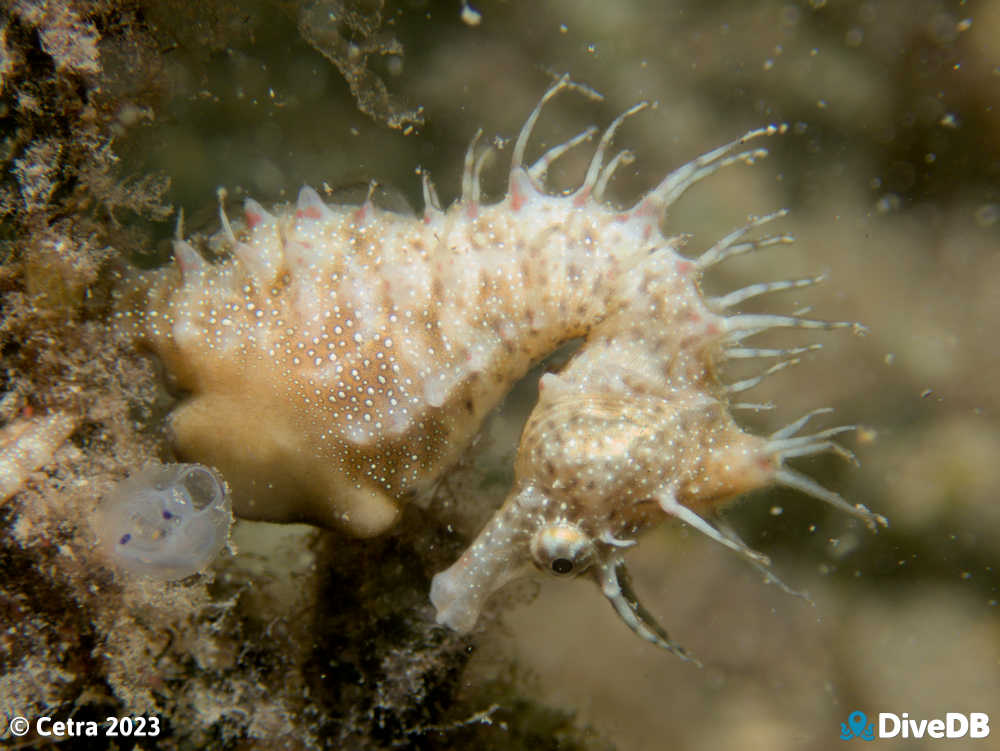 Photo of Shorthead Seahorse at Edithburgh Jetty. 