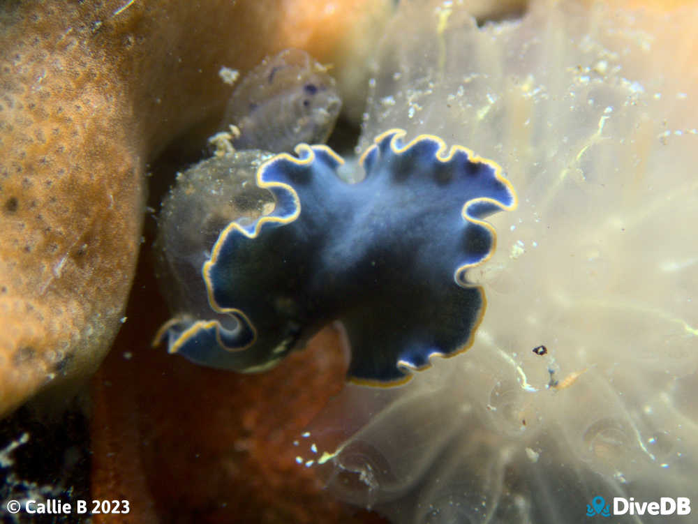 Photo of Blue Flatworm at Port Noarlunga Jetty. 