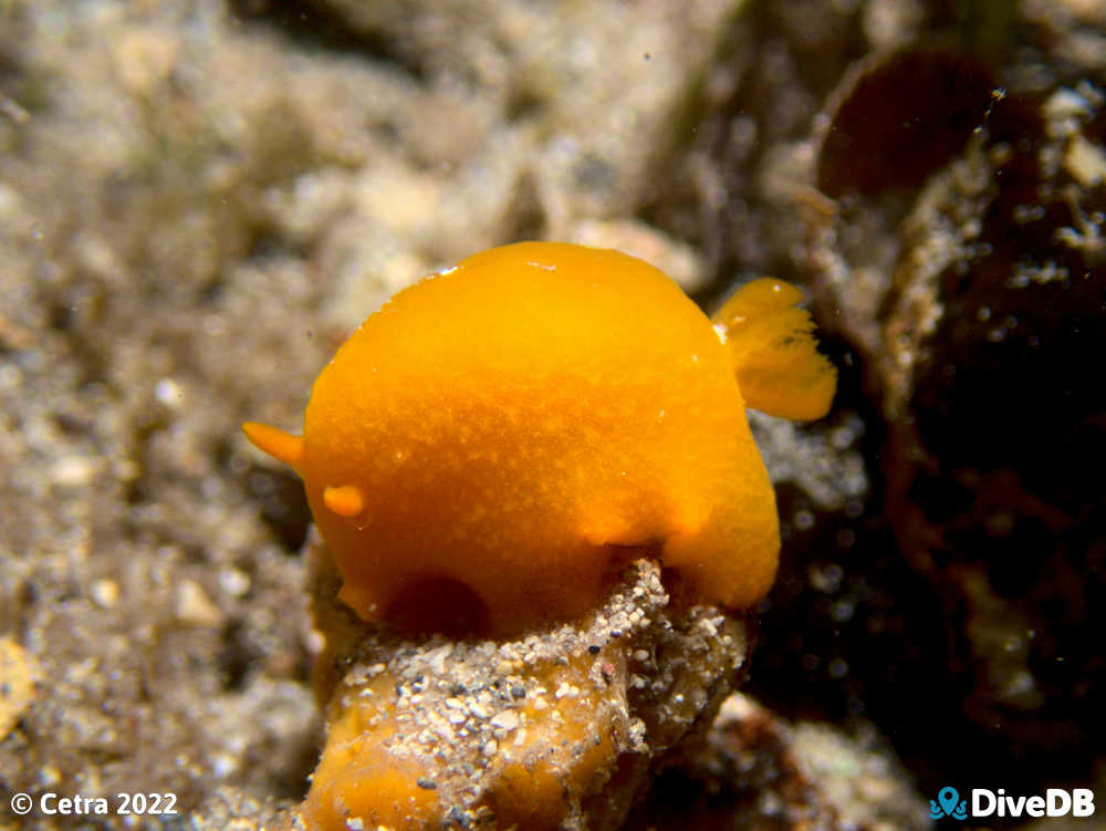 Photo of Cordial at Edithburgh Jetty. 