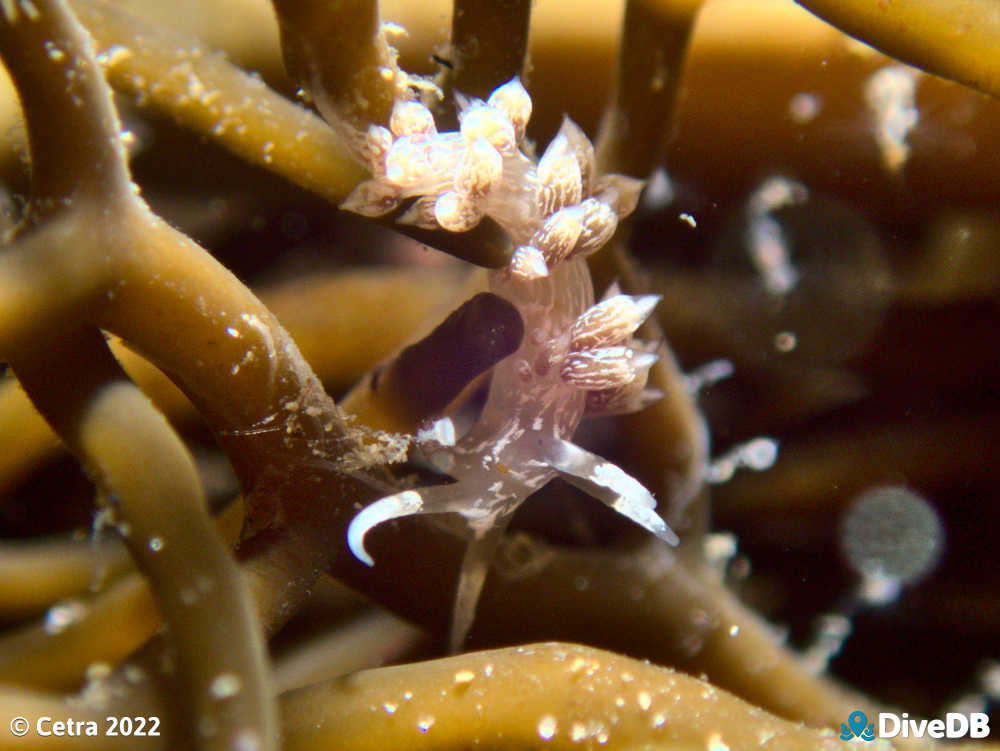 Photo of Createna lineata at Port Noarlunga Jetty. 