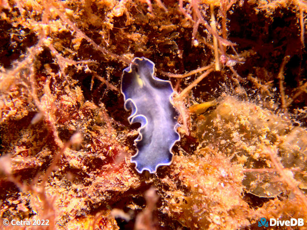 Photo of Blue Flatworm at Glenelg Dredge. 