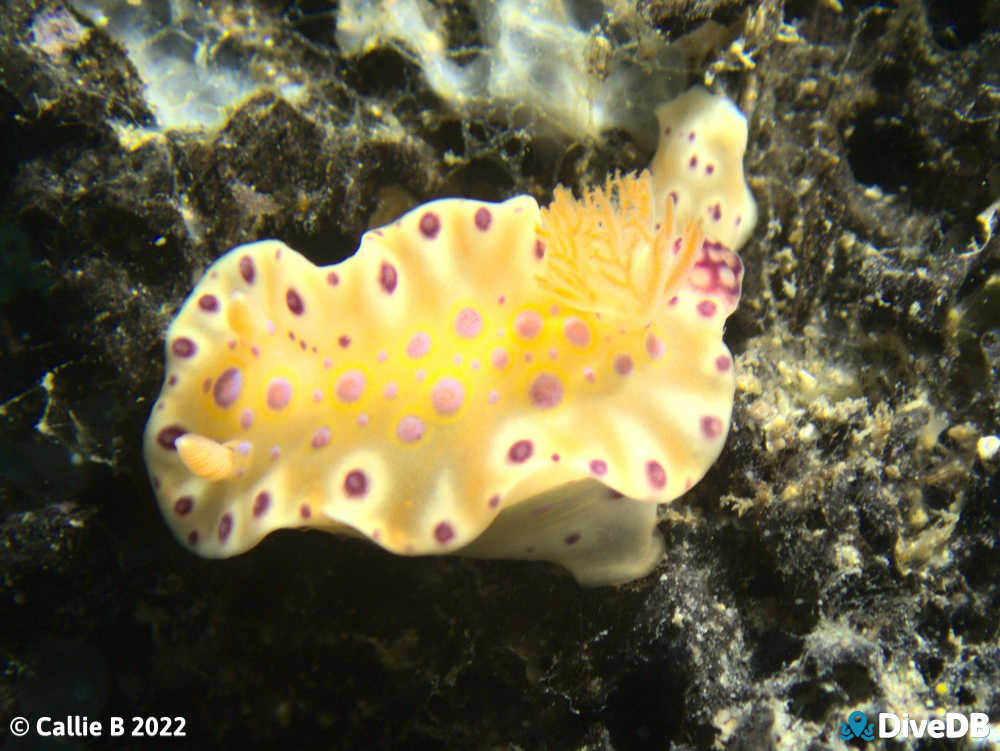 Photo of Short-tailed Sea Slug at Rapid Bay. 