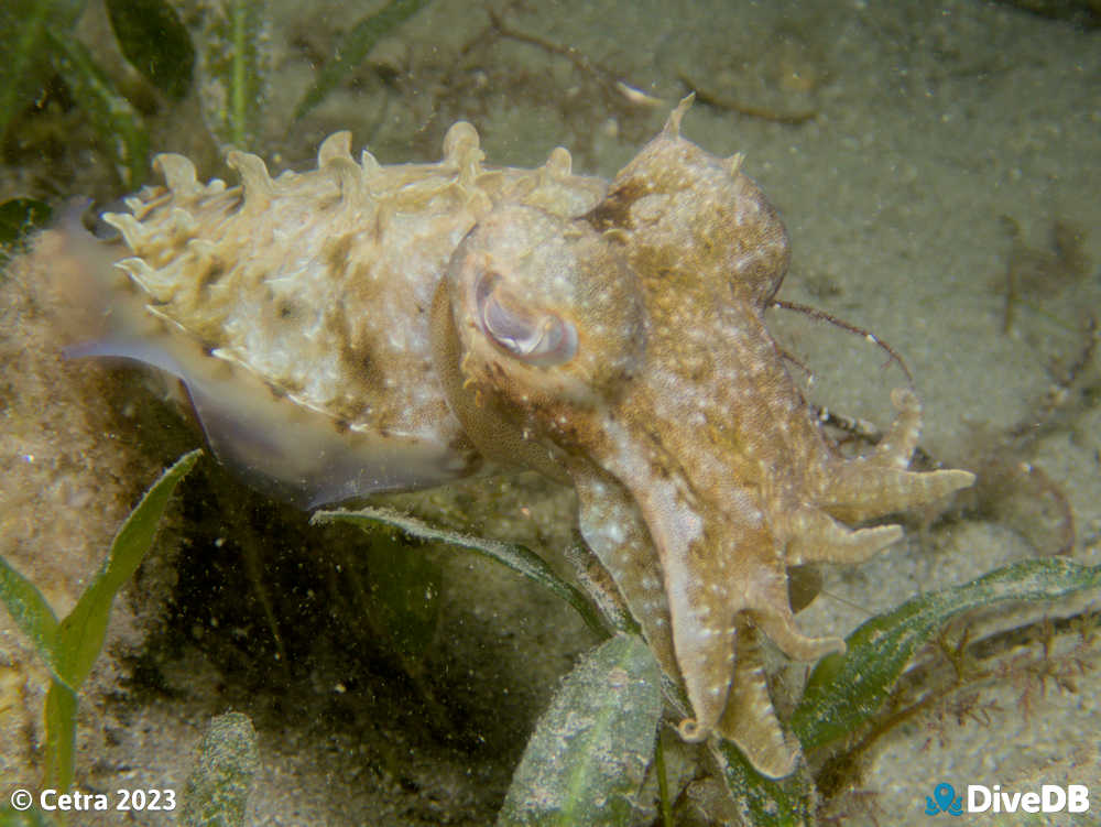 Photo of Cuttlefish at Edithburgh Jetty. 